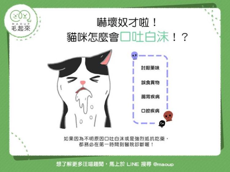 猫咪口吐白沫 主人必知4大原因,猫咪老吐白沫是怎么回事