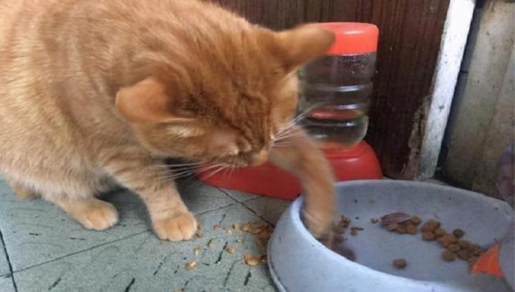 主人需知猫咪不爱吃饭多半是这7个原因吗,猫咪不爱吃食是什么原因