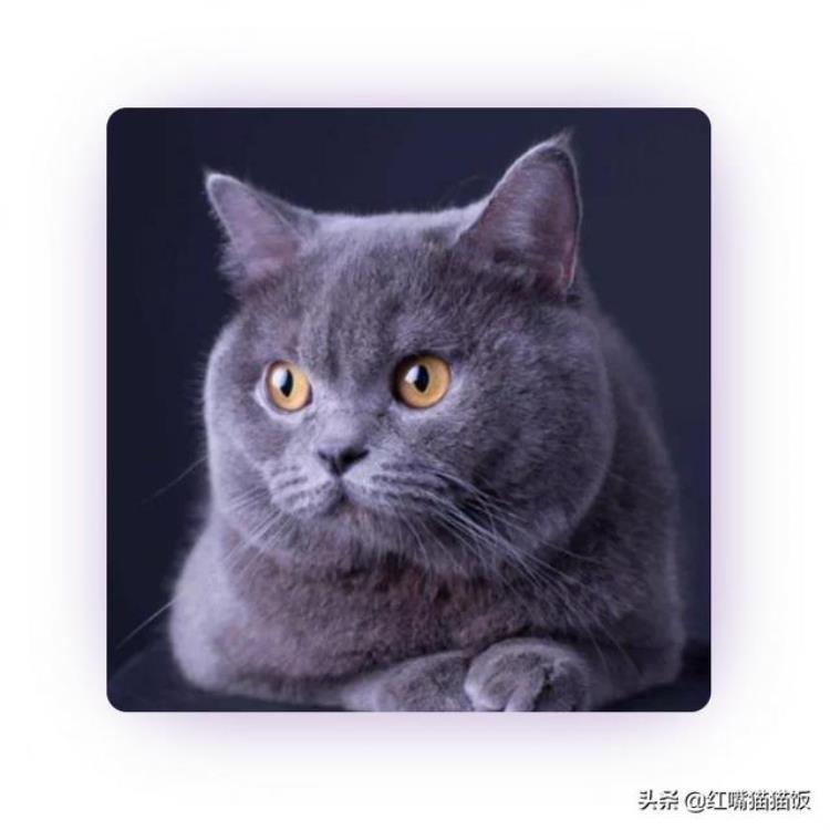 猫吃牛排肉,猫咪吃猫粮还建议喂肉吗