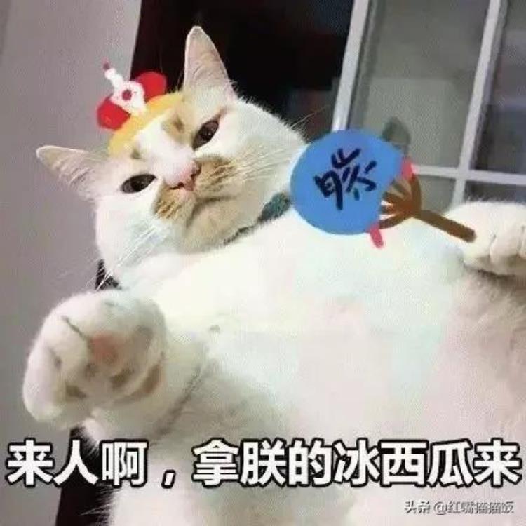 猫吃牛排肉,猫咪吃猫粮还建议喂肉吗