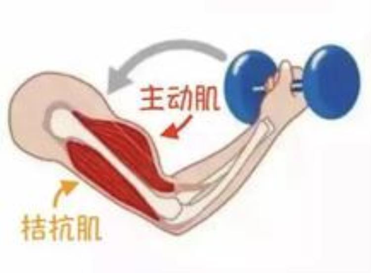 肌肉不锻炼会退化吗,肌肉松弛怎么锻炼能快速恢复