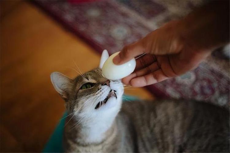 猫咪能吃的20种人类食物吃了更加健康对吗,盘点猫咪能吃的所有人类食物