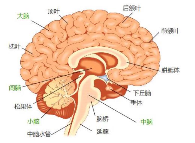 脑梗会留下哪些后遗症,大面积脑梗会有什么后遗症