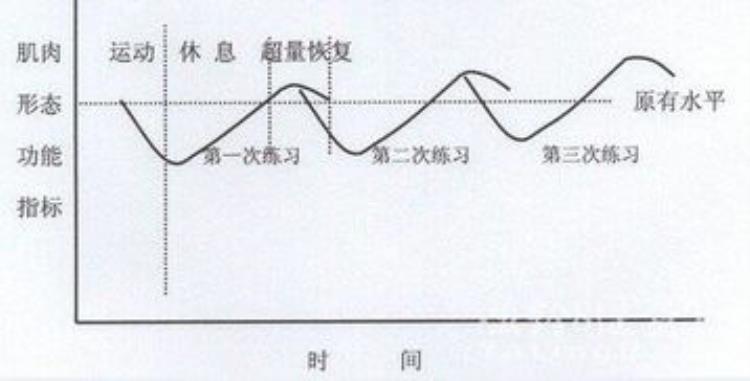 锻炼为什么会使肌肉变大,每天坚持健身会提高肌肉吗