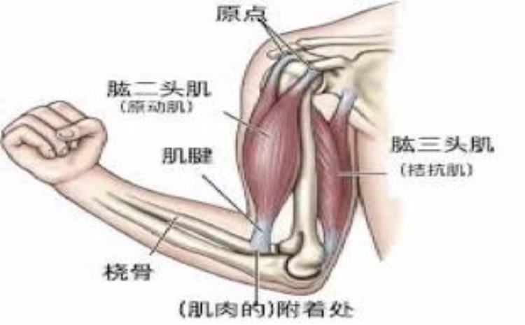 肌肉不锻炼会退化吗,肌肉松弛怎么锻炼能快速恢复