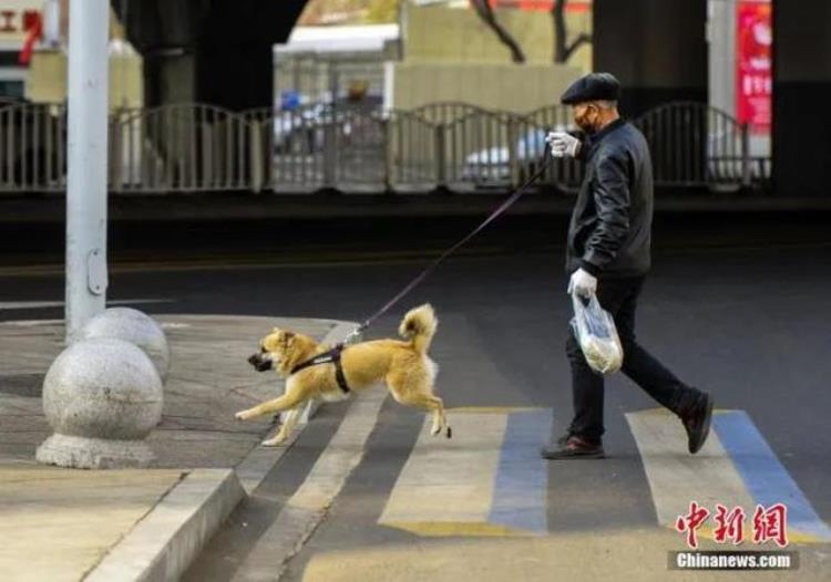 狂犬疫苗为什么断货,小狗轻微咬伤要打狂犬疫苗吗