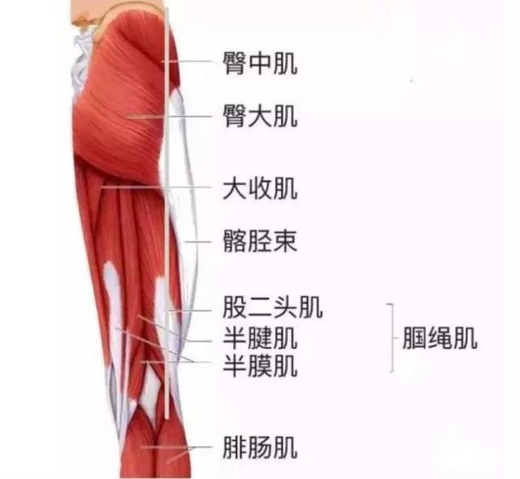 大腿后侧腘绳肌拉伤了,怎么办?,大腿腘绳肌肌腱拉伤