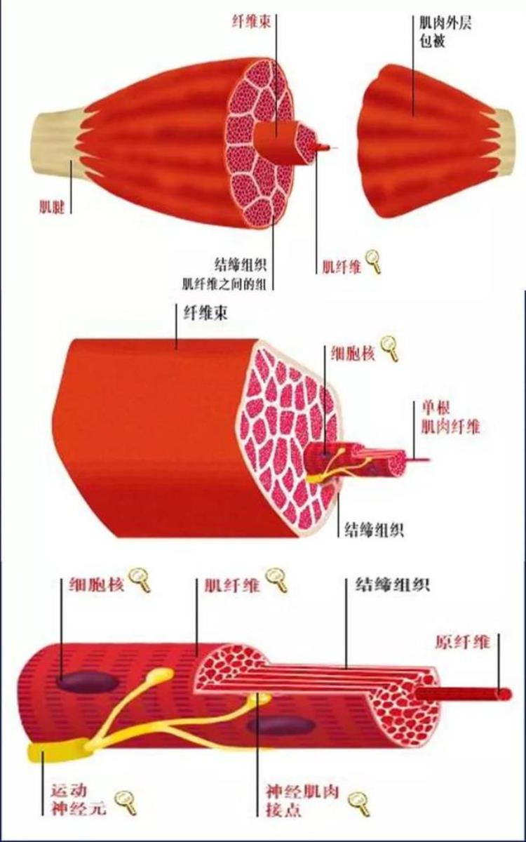 锻炼为什么会使肌肉变大,每天坚持健身会提高肌肉吗