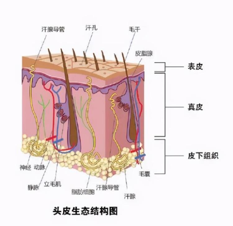 锻炼肌肉就是每天把肌肉撕裂,练肌肉出来的生长纹是怎样的