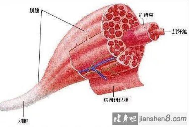 锻炼为什么会使肌肉变大,每天坚持健身会提高肌肉吗