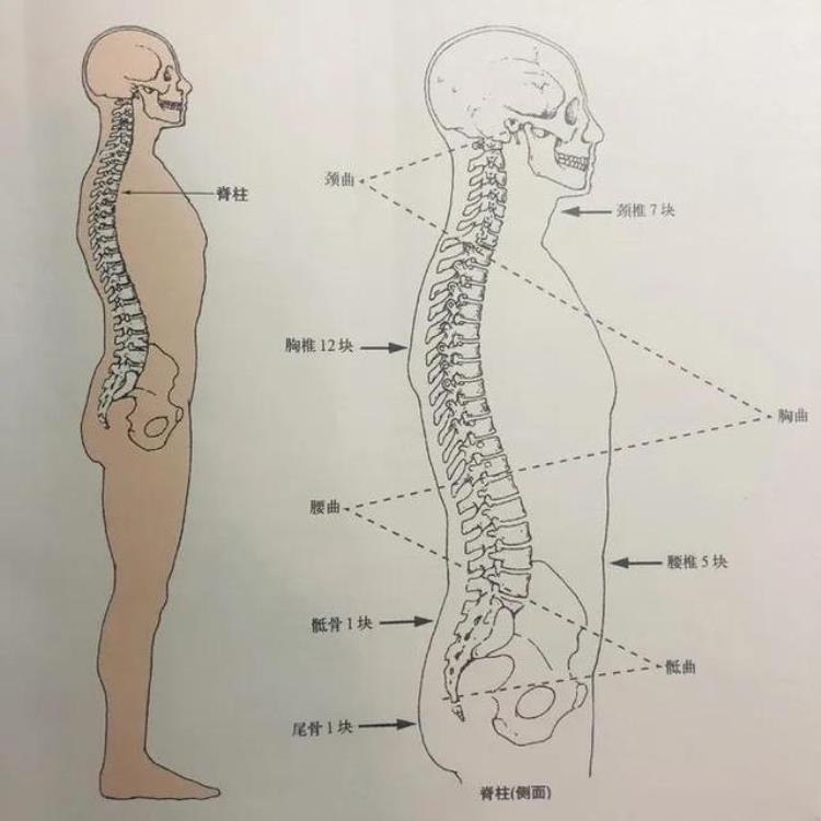 腰部到底应该如何自我按摩,腰部疼痛按摩手法完整版