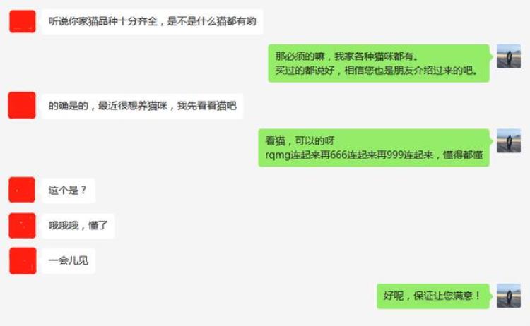 什么时候买猫咪最便宜,什么时候买猫最划算