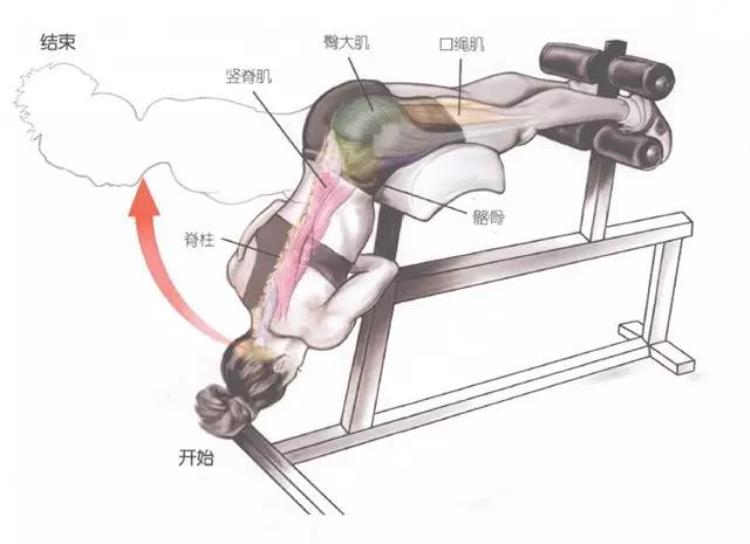 为什么在你练腹肌的时候我也会强调练后腰肌「为什么在你练腹肌的时候我也会强调练后腰肌」