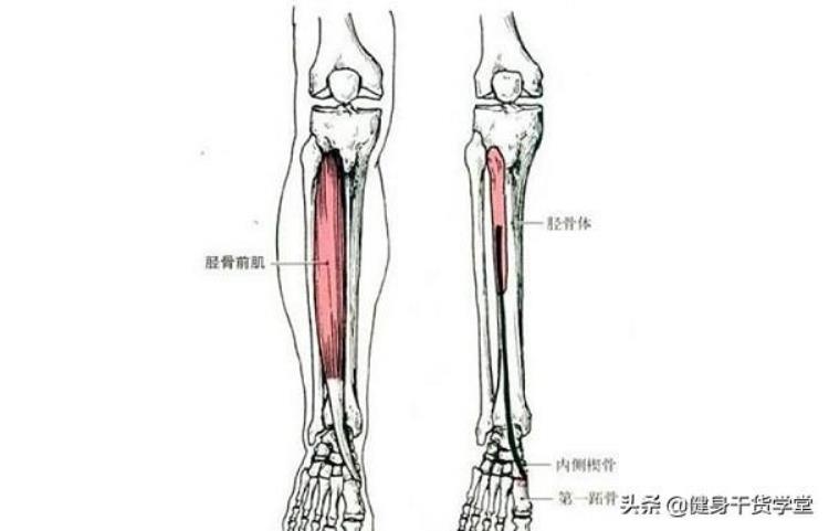 每日一肌胫骨前肌「干货每天分享一块肌肉胫骨前肌」