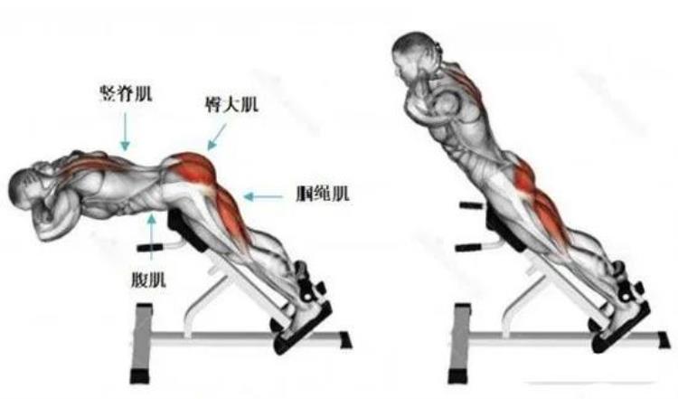 为什么在你练腹肌的时候我也会强调练后腰肌「为什么在你练腹肌的时候我也会强调练后腰肌」