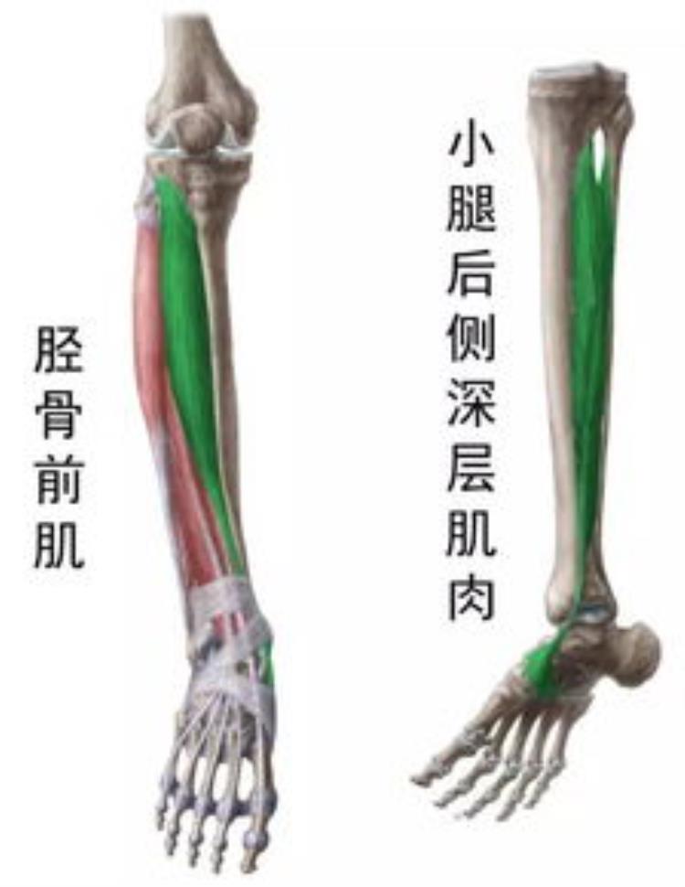 每日一肌胫骨前肌「干货每天分享一块肌肉胫骨前肌」