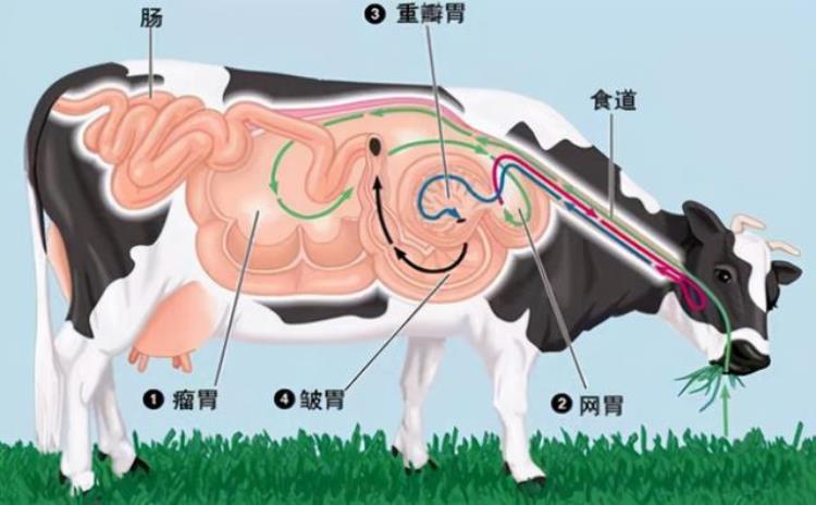 牛吃草为什么能长肌肉「为什么牛吃草就能拥有一身肌肉而人类却不行」