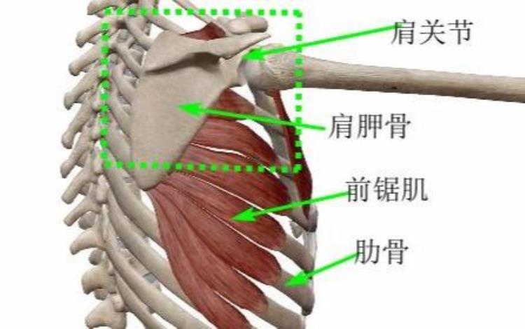 为什么手臂肌肉发达却做不了几个俯卧撑看看这个原因你就明白了