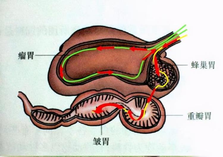 牛吃草为什么能长肌肉「为什么牛吃草就能拥有一身肌肉而人类却不行」