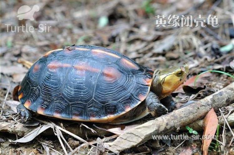 黄缘龟这么养「养黄缘龟之感悟喜欢黄缘需要理由吗龟谷鳖老」