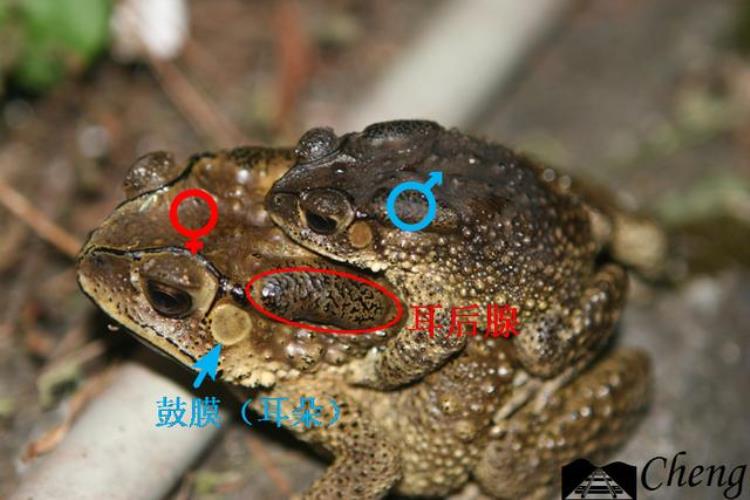 青蛙蟾蜍鉴别高手速成手册