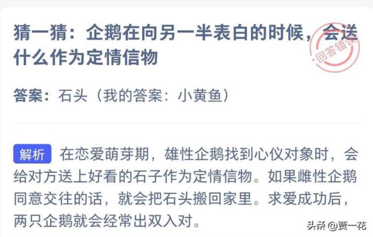 送企鹅代表啥「企鹅表白的时候会送什么作为定情信物蚂蚁庄园8月4日小课堂」