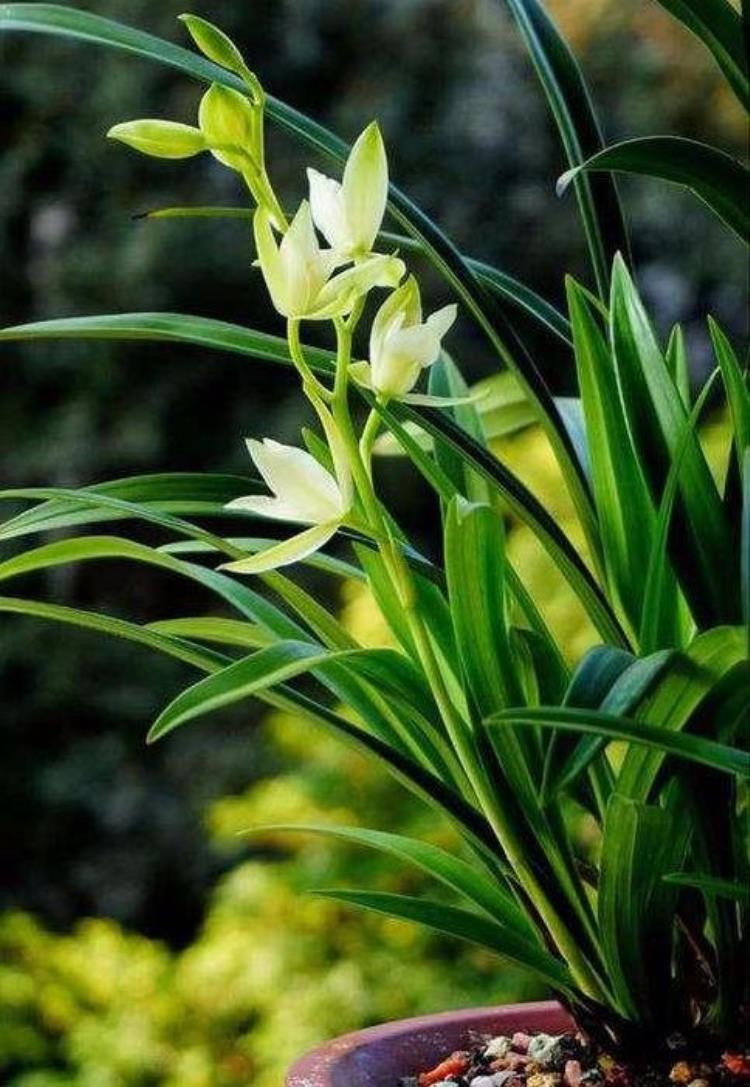 种兰花土上能铺小石子吗「兰花盆里铺点石子植物再美1倍养花大师都这么做」