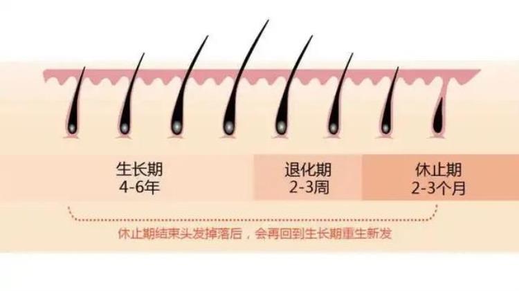 怎样治愈脱发脱发的原因和治疗方法「怎样治愈脱发脱发的原因和治疗方法」