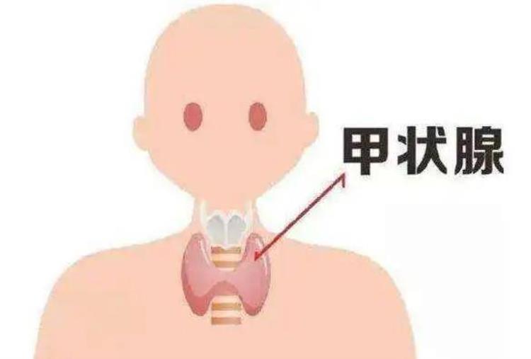 感冒也需警惕甲状腺疾病吗「感冒也需警惕甲状腺疾病」