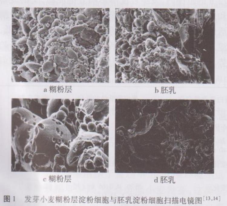 小麦胚芽粉的营养成分「发芽对小麦粉营养品质及面团特性影响的研究进展」