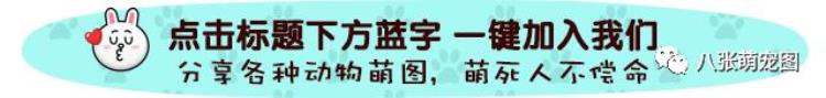 金毛为什么叼东西「大金毛整天叼着石头到处走了解原因后主人哭笑不得」