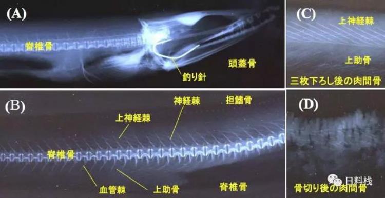 海鳗 刺多「海鳗|虽然多刺到令人发指依然是京都夏季风物诗」