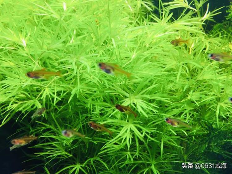 水草缸水草烂根是什么原因「水草缸鱼缸养水草烂根的原因及处理方法简单明了地讲一下」