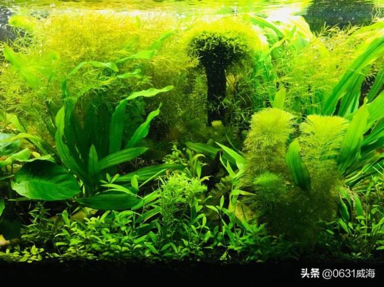 水草缸水草烂根是什么原因「水草缸鱼缸养水草烂根的原因及处理方法简单明了地讲一下」