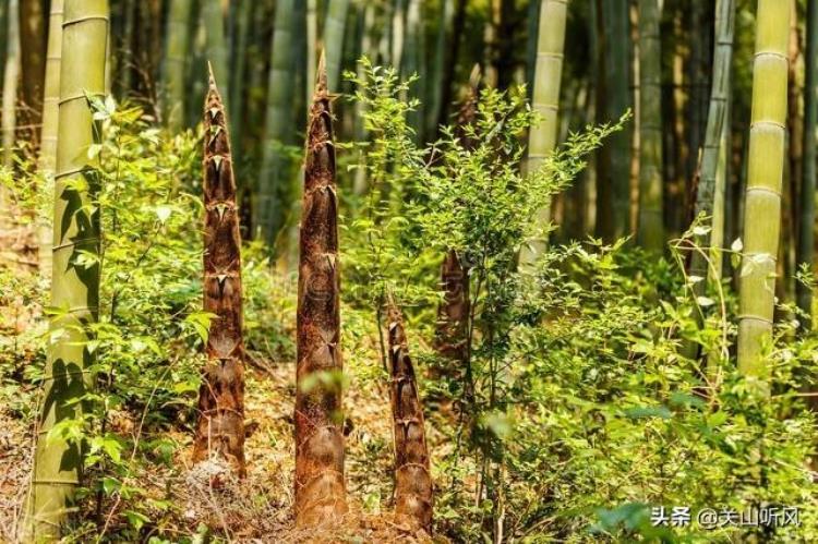 坟边长竹须迁坟,坟前两物成富人「俗语坟边长竹须迁坟坟前两物成富人为何说两物是蛇和乌龟」