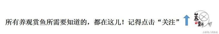 为什么养鱼之前要养水?「养鱼之前为什么要养水决定养鱼成功与否的关键一步」