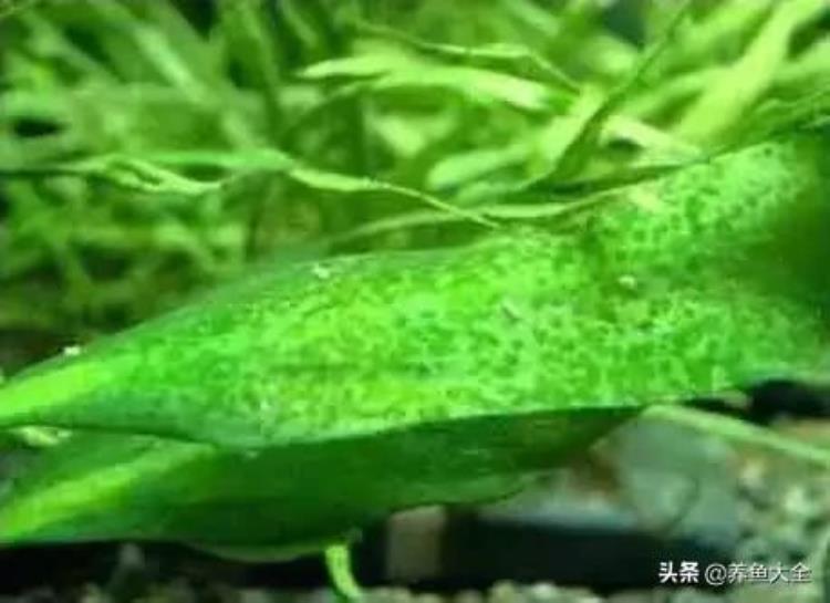 草缸各种常见藻类产生原因及处理办法「草缸各种常见藻类产生原因及处理办法」