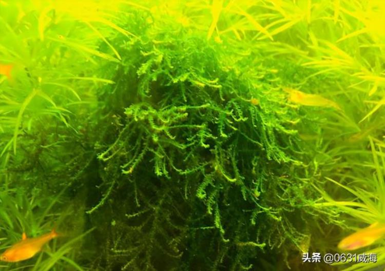 鱼总是聚在鱼缸的水面一角「鱼缸水草缸中观赏鱼长时间聚集一角是什么因素造成的呢」