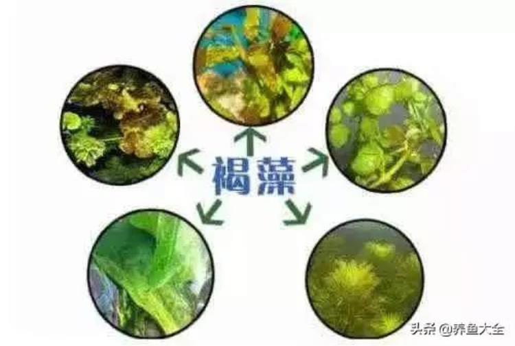 草缸各种常见藻类产生原因及处理办法「草缸各种常见藻类产生原因及处理办法」