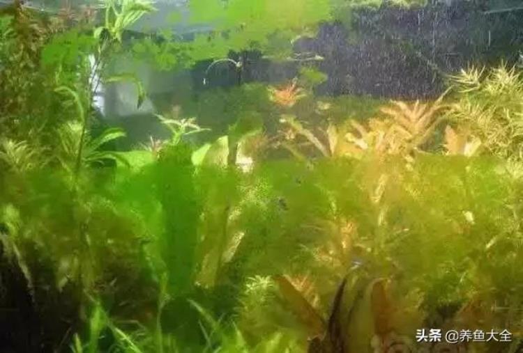 草缸各种常见藻类产生原因及处理办法「草缸各种常见藻类产生原因及处理办法」