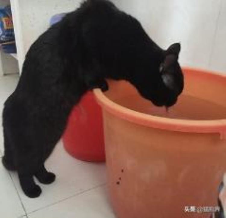 好奇怪猫咪为什么喜欢喝脏水「好奇怪猫咪为什么喜欢喝脏水」