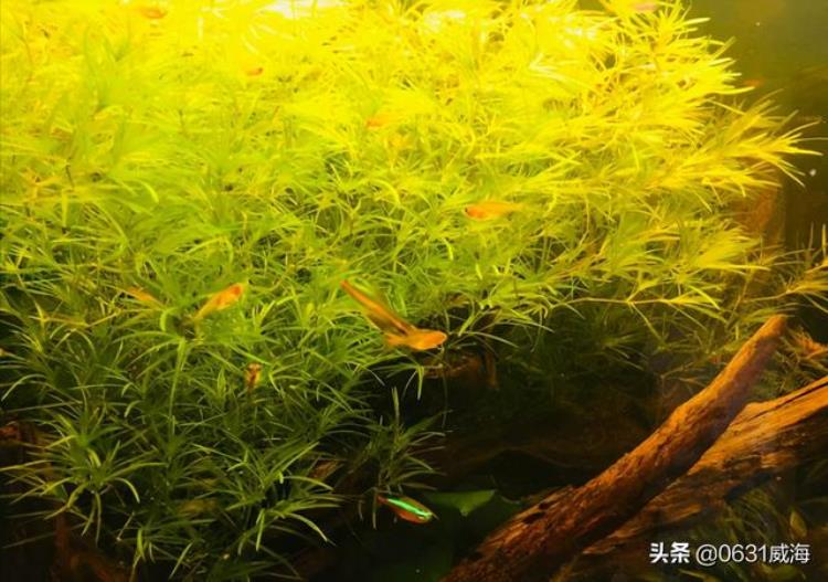 鱼总是聚在鱼缸的水面一角「鱼缸水草缸中观赏鱼长时间聚集一角是什么因素造成的呢」