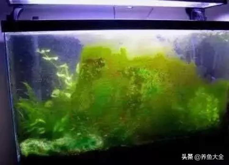 草缸各种常见藻类产生原因及处理办法「草缸各种常见藻类产生原因及处理办法」