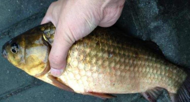 冬季鲫鱼上浮晒太阳不吃饵的应对方法「水温转暖鲫鱼群晒阳浮水皮饵料沉水鱼不吃饵怎么处理」