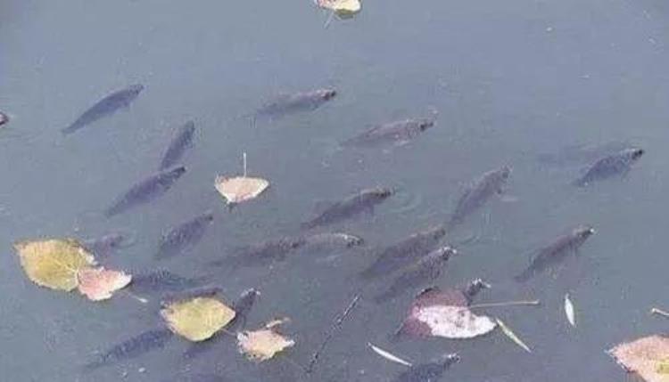 冬季鲫鱼上浮晒太阳不吃饵的应对方法「水温转暖鲫鱼群晒阳浮水皮饵料沉水鱼不吃饵怎么处理」