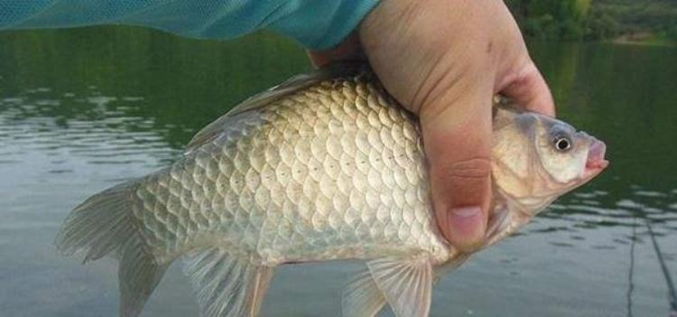 冬季鲫鱼上浮晒太阳不吃饵的应对方法「水温转暖鲫鱼群晒阳浮水皮饵料沉水鱼不吃饵怎么处理」