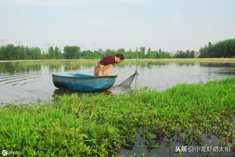 小龙虾浮出水面「水里明明有小龙虾为什么捕捞不上来这几个小技巧绝对管用」