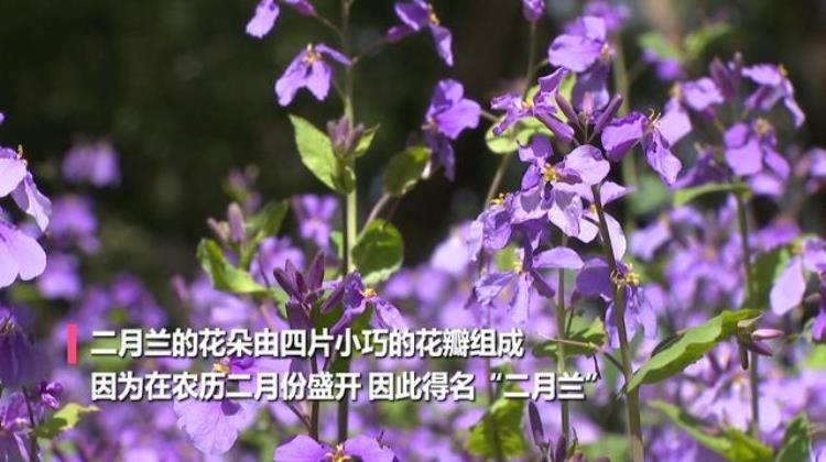 又见蓝花楹花开,依然如故!享受紫色花海「消息花悄然盛放一起云赏蓝紫色花海」