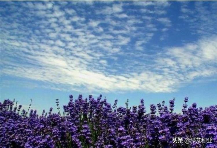 熏衣草的花期「熏衣草花期花期长花香迷人醉」