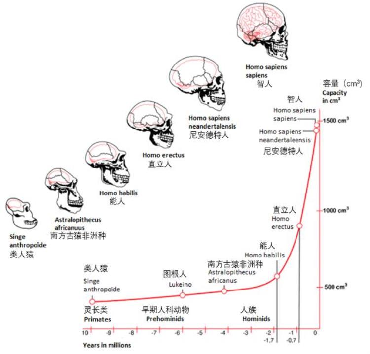 脑壳越大越聪明「脑袋越大越聪明那可不一定」